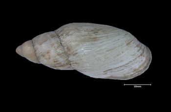 Media type: image;   Malacology 26072 Aspect: dorsal